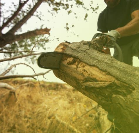 Tree Removal & Tree Pruning in {city}