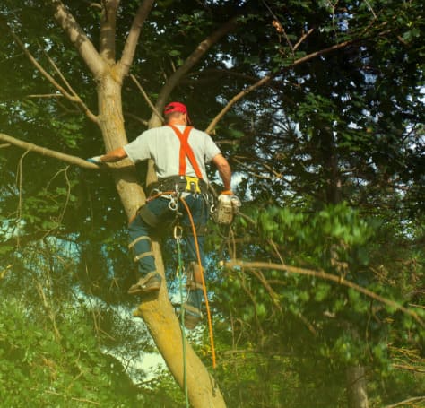 Emergency Tree Services in {city}