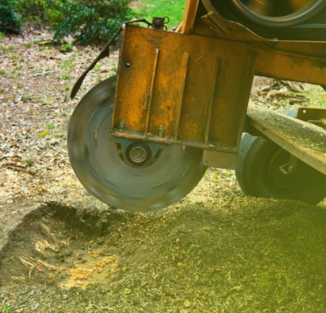 Stump Removal & Grinding in {city}